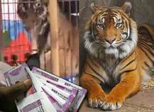 মাতালের কাণ্ড! বাঘকে টাকা খাওয়াতে গিয়ে গেল দুটি আঙুল