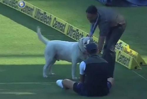 দেখুন, নাগপুরে টেস্টের ফাঁকে সারমেয়র সঙ্গে খেলায় মেতে উঠলেন বিরাট