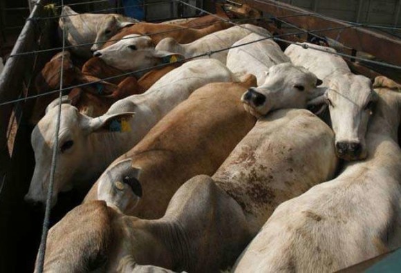 Govt to roll back move to ban sale of cattle for slaughter বিতর্কিত গবাদি বিধি প্রত্যাহার করতে চলেছে কেন্দ্র