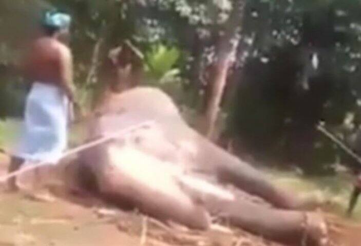 পর্যটকদের মনোরঞ্জনের জন্য ওই ব্যক্তিরা হাতিটিকে ধরে রেখেছিল। 