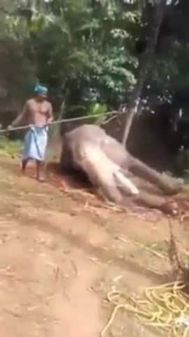 মারধরের আগে হাতিটির একটা পা একটি গাছের সঙ্গে বেঁধে দেওয়া হয়। এরপর অসহায় বন্দি গজরাজকে মোটা লাঠি দিয়ে নির্মমভাবে মারধর শুরু করে তিনজন। 