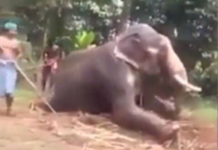 হাতিটি যতক্ষণ না মাটিতে পড়ে যায়, ততক্ষণ পর্যন্ত এই মারধর চলে। যদিও এখনও স্পষ্ট নয়, ঘটনাটি কোথায় ঘটেছে। 