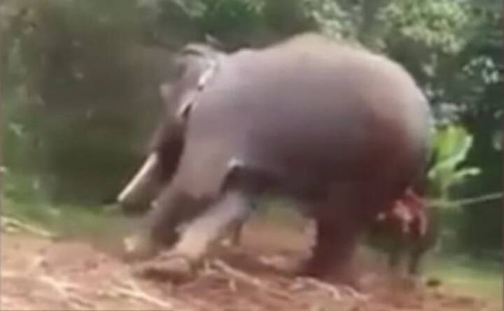 এই ঘটনার প্রতিবাদে প্রচার অভিযানও শুরু হয়েছে। ব্রিটেনের একটি প্ল্যাটফর্মে এমনও বিতর্ক হচ্ছে যে, পশুজন্তুদের সঙ্গে এমন বর্বরোচিত ব্যবহার করা হলে নৈতিকতার খাতিরে পর্যটক পাঠানো বন্ধ করা উচিত। 