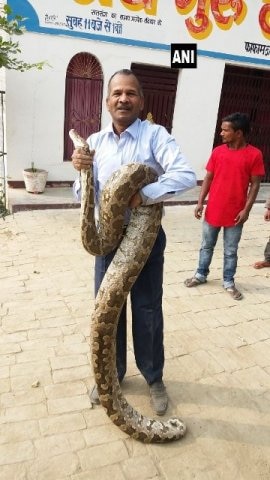 Uttar Pradesh: 12-foot python spotted at Dr Shyama Prasad Mukherjee Government Degree College in Allahabad এলাহাবাদের কলেজে ধরা পড়ল ১২ ফুট লম্বা অজগর