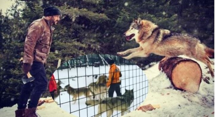 video : salman khan fighting with these wolf in tiger zinda hai টাইগার জিন্দা হ্যায়: এই নেকড়েগুলির সঙ্গে লড়াই করেন সলমন