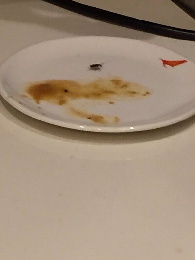 Cockroach in food served at AI VIP lounge, airlines aplogises খাবারে আরশোলা, ক্ষমা চাইল এয়ার ইন্ডিয়া