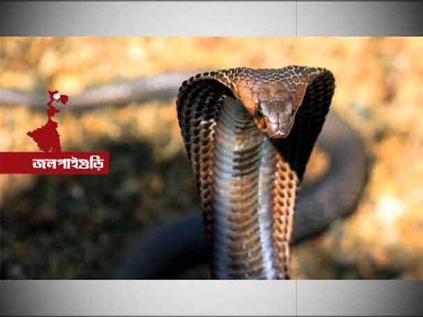 King Cobra captured at Jalpaiguri বাঁশঝাড়ে পাকড়াও জলপাইগুড়ির বনবস্তি এলাকার আতঙ্ক কিং কোবরা