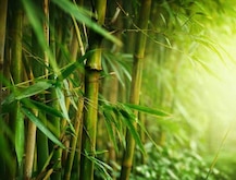 রাজ্যসভায় পাশ সংশোধিত বন আইন, আর গাছ নয় বাঁশ