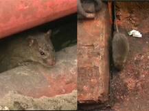 হাওড়া স্টেশনে ইঁদুরের দৌরাত্ম্য, ক্ষতি হচ্ছে প্ল্যাটফর্মের, হেলে যেতে পারে রেল লাইন: বিশেষজ্ঞ