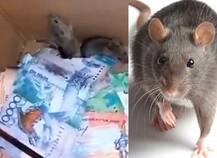 বরফ ঝড় থেকে বাঁচতে এটিএমে ঢুকে টাকা চিবিয়ে খেল ইঁদুর