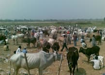আসন্ন বাজেটে গোশালার জন্য অর্থ বরাদ্দের দাবি প্রাণী অধিকার রক্ষা সংগঠনের