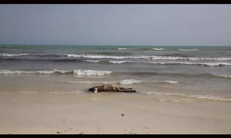 লিবিয়ার উপকূলে পাচারকারীদের নৌকাডুবি, ৯০ জনের মৃত্যুর আশঙ্কা, অধিকাংশই পাকিস্তানি 90 migrants feared drowned off Libyan coast লিবিয়ার উপকূলে পাচারকারীদের নৌকাডুবি, ৯০ জনের মৃত্যুর আশঙ্কা, অধিকাংশই পাকিস্তানি