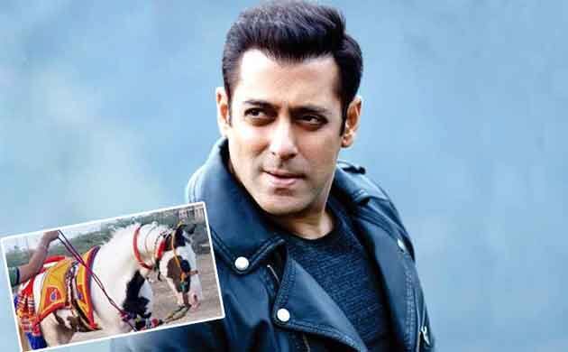 এই বিরল প্রজাতির ঘোড়া কেনার জন্যে দু কোটি দিতে চেয়েও প্রত্যাখাত হলেন সলমন! Not horsing around, even Salman Khan offer to buy this rare breed horse was turned down এই বিরল প্রজাতির ঘোড়া কেনার জন্যে দু কোটি দিতে চেয়েও প্রত্যাখাত হলেন সলমন!