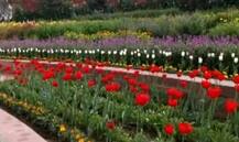 দর্শকদের জন্য খোলা রাষ্ট্রপতি ভবনের মুঘল গার্ডেন, এ বছরের বিশেষত্ব কী জানুন