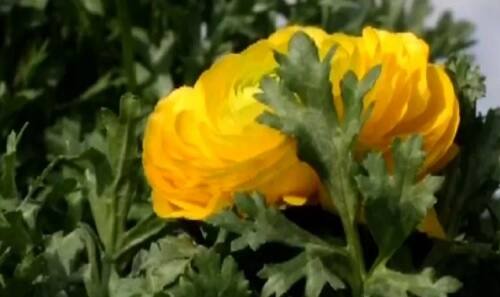 সাধারণ দর্শকরা রাষ্ট্রপতি ভবনের ৩৫ নম্বর গেট দিয়ে মুঘল গার্ডেনে প্রবেশ করার সুযোগ পাচ্ছেন