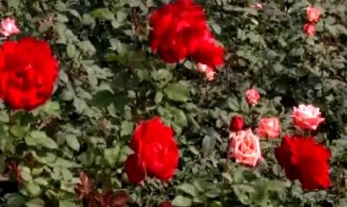 জলের বোতল, ব্রিফকেস, হাতব্যাগ, ক্যামেরা, রেডিও, ছাতা, খাবার নিয়ে মুঘল গার্ডেনে ঢুকতে দেওয়া হচ্ছে না