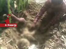 ভুট্টা খেতে মাটি খুঁড়ে উদ্ধার নিখোঁজ ৬ বছরের শিশুকন্যা, ধর্ষণ করে খুন?