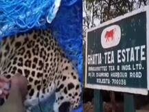 এলাকা দখলে দুই চিতাবাঘের লড়াই, আতঙ্কের প্রহর চা বাগানের শ্রমিকদের