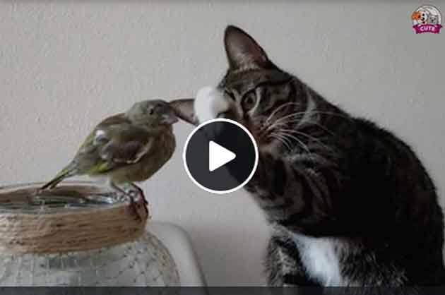 watch: cat gently pats birds head in heart-warming video ভাইরাল ভিডিও: ছোট্ট পাখির মাথায় থাবা বুলিয়ে আদর বিড়ালের