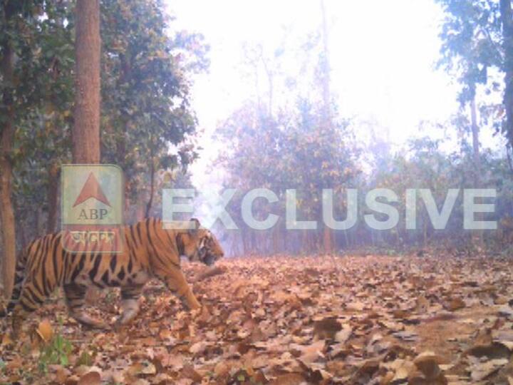 ওড়িশার সিমলিপাল, ঝাড়খণ্ডের হাজারিবাগ অথবা দলমা হয়ে বাঘটি লালগড়ের জঙ্গলে এসেছে কিনা, তা খতিয়ে দেখা হচ্ছে। সেকারণে ওই দুই রাজ্যের সঙ্গে যোগাযোগ করা হয়েছে।