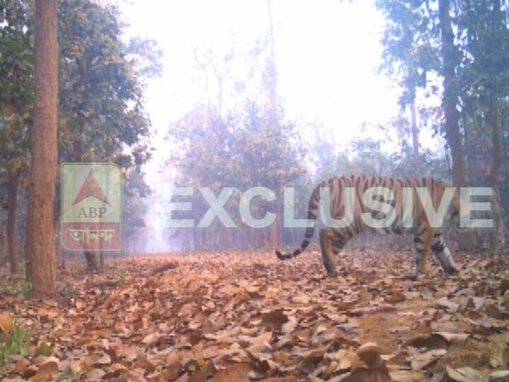 বন দফতর সূত্রে খবর, বাঘটির বয়স আনুমানিক ১২-১৫ বছর। 