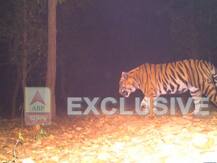 লালগড়ের জঙ্গলে রয়্যাল বেঙ্গল টাইগার! ধরা পড়ল বন দফতরের ক্যামেরায়