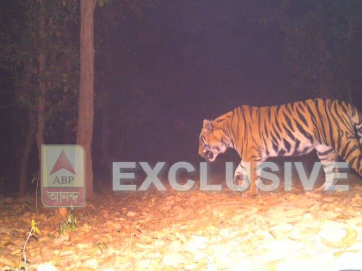 লালগড়ের মধুপুর জঙ্গলের আশপাশের এলাকায় বন দফতরের তরফে ক্যামেরা বসানো হয়। সেই ক্যামেরায় ধরা পড়ে বিশাল আকারের বাঘের ছবি।