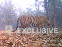 লালগড়ের জঙ্গলে রয়্যাল বেঙ্গল টাইগার! ধরা পড়ল বন দফতরের ক্যামেরায়