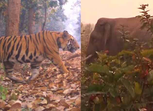 Along with fear of Tiger now herd of elephant creating tension in Lalgarh, villagers in terror লালগড়ে বাঘের আতঙ্কের মধ্যেই যোগ হল হাতির তাণ্ডব, আতঙ্কে গ্রামবাসীরা