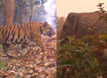 লালগড়ে বাঘের আতঙ্কের মধ্যেই যোগ হল হাতির তাণ্ডব, আতঙ্কে গ্রামবাসীরা