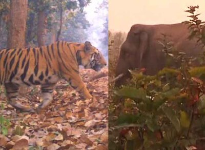 Along with fear of Tiger now herd of elephant creating tension in Lalgarh, villagers in terror লালগড়ে বাঘের আতঙ্কের মধ্যেই যোগ হল হাতির তাণ্ডব, আতঙ্কে গ্রামবাসীরা