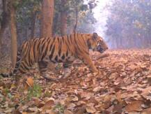 ভারতে বাঘের সংখ্যা বাড়ছে, এটা ভাল লক্ষণ: রাষ্ট্রপুঞ্জ
