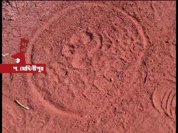 মাত্র পাঁচ কিমি দূরে কুয়ামুড়ির জঙ্গলে পায়ের ছাপ, এবার মেদিনীপুর শহরে বাঘের আতঙ্ক