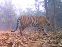 বাঘ খুঁজতে ব্যবহার করা হোক ড্রোন, নির্দেশ মুখ্যমন্ত্রীর