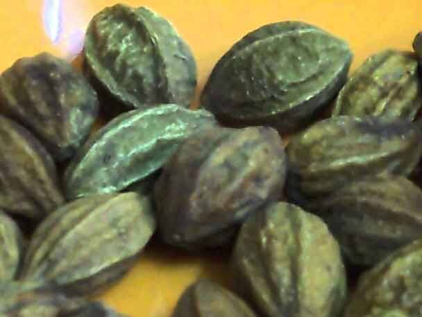 হরতুকি-এই ফলে রয়েছে প্রচুর পরিমাণে ভিটামিন-সি, যা গ্যাস, অ্যাসিডিটি, পেট ফাঁপা এবং অ্যাসিডিটি থেকে মুক্তি দেয়। প্রত্যেকদিন হরতুকি খেলে পেটের স্বস্তি তো আসেই, সেইসঙ্গে চুল ও ত্বকেরও লাভ হয়। 