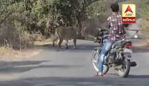 বাইক চালাতে চালাতে আচমকাই রাস্তায় এসে দাঁড়াল সিংহ, এমন ঘটনা ঘটার পর কী হল দেখুন 