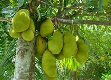 কাঁঠালকে সরকারি ফল ঘোষণা কেরলের