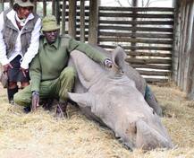 বিলুপ্ত হল এক প্রজাতি, মারা গেল বিশ্বের শেষ উত্তরী শ্বেত গন্ডার ‘সুদান’