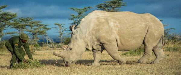 প্রসঙ্গত, এই প্রজাতি গন্ডারদের মধ্যে দ্বিতীয় সর্ববৃহৎ। এদের উচ্চতা হাতির সমান হয়। গন্ডার পাঁচ প্রজাতির হয়। তাদের আবার দুটি উপ-প্রজাতিও হয়। এর মধ্যে দক্ষিণী শ্বেত গন্ডারদের খোঁজ পাওয়া মুস্কিল হয়ে গিয়েছে।