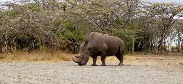 এই গন্ডারের উপ-প্রজাতি উগান্ডা, আফ্রিকা, সুদান এবং চাদ থেকে বিলুপ্ত হয়ে গিয়েছে। গন্ডারের খড়্গের চাহিদা বৃদ্ধির সঙ্গে সঙ্গে বিশ্বব্যাপী এই জন্তুর সংখ্যা ক্রমশ হ্রাস পেয়েছে। যার জেরে সুদানকে কেনিয়া থেকে সরিয়ে সংরক্ষিত স্থানে রাখা হয়।
