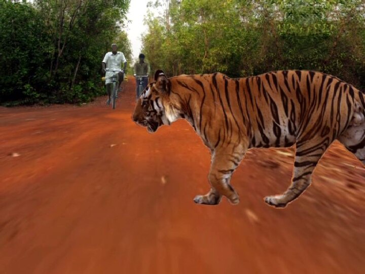 Search operation for Tiger in Lalgarh still continuing জঙ্গলমহলে অব্যাহত বাঘের ‘লুকোচুরি’, চলছে তল্লাশি