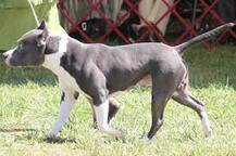 কামড়ে মেরে ফেলেছে মালিকদের, জার্মানিতে মৃত্যুদণ্ড দেওয়া হল কুকুরকে