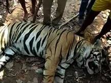 দেড় মাস পরে পশ্চিম মেদিনীপুরের বাঘঘরার জঙ্গলে মিলল রয়্যাল বেঙ্গল টাইগারের মৃতদেহ