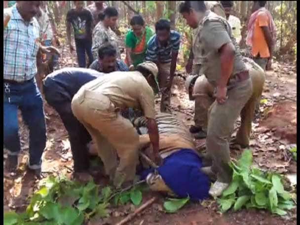 মধুপুরের জঙ্গলে দেড়মাস আগে প্রথম দেখা পাওয়া যায় বাঘটির। কখনও তাকে দেখা যাচিছল বাঁকুড়ায়, কখনও ঝাড়গ্রামে। এরপর বন দফতরের লাগানো ক্যামেরায় ধরা পড়ে বাঘের ছবি। বাঘ ধরতে ফাঁদ পাতে বন দফতর। কিন্তু তাতেও ধরা দেয়নি রয়্যাল বেঙ্গল। 