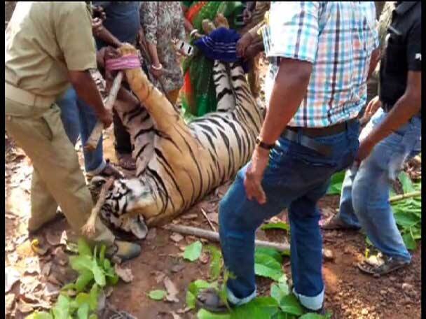 জঙ্গলে ঢুকে রক্তাক্ত অবস্থায় ফিরে আসেন দুই গ্রামবাসী। তাঁদের দাবি, অতর্কিতে হামলা চালায় বাঘ। থাবার ঘায়ে আহত হন তাঁরা। তাঁদের ভর্তি করা হয় হাসপাতালে। এই ঘটনার কয়েকঘণ্টার মধ্যেই উদ্ধার হল বাঘের মৃতদেহ।