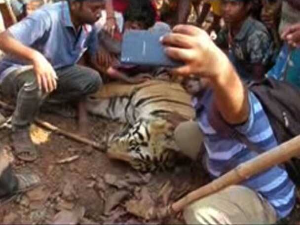 যার আতঙ্কে এতদিন ঘুম উড়ে গিয়েছিল, সেই তার সঙ্গেই সেলফি! মরা বাঘ দেখতে এভাবেই ভিড় উপচে পড়ে পশ্চিম মেদিনীপুরের বাঘঘরার জঙ্গলে। পরে মরা বাঘ নিয়ে যাওয়া হয় হরিধ্বনি দিতে দিতে।