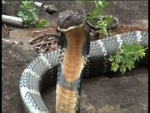 ওডিশার ময়ূরভঞ্জ জেলায় উদ্ধার ১৭ ফুটের কোবরা