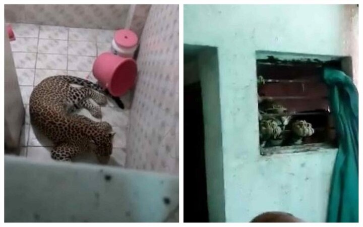 BIZARRE! Here is what this man did on finding a leopard relaxing in his bathroom দেখুন: নাগপুরে বাড়ির বাথরুমে ঢুকে পড়ল চিতাবাঘ!