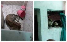 দেখুন: নাগপুরে বাড়ির বাথরুমে ঢুকে পড়ল চিতাবাঘ!