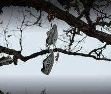 জুতোর গাছ! জানুন এই অদ্ভুত গাছের ইতিহাস...